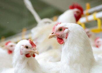 Marcy Named 2019 Industry Leader of the Year by TPF Poultry and Egg Executives