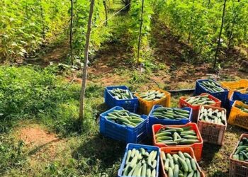 Retd Mysuru Techie Spends Lakhs to Create 14,000 Sq Ft Organic Garden For All!