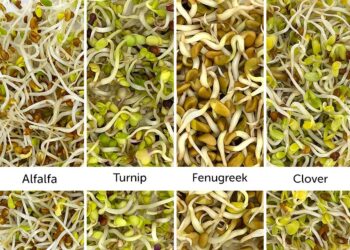 Boost Your Health with Vegetable Sprouts