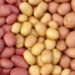 Delicious Russet Potato Recipes for Every Meal